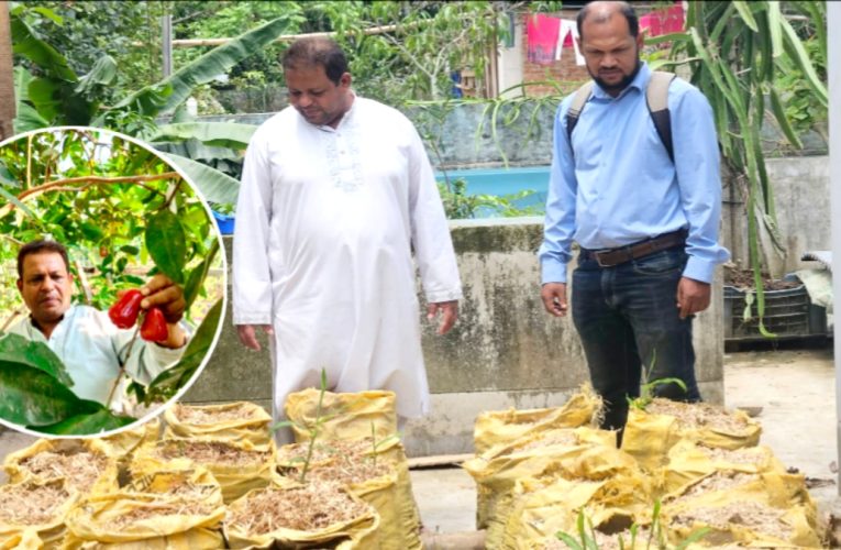 ছাদ বাগানে আদা চাষ, বড় ফলবাগানের স্বপ্ন দেখছেন বিএনপি নেতা