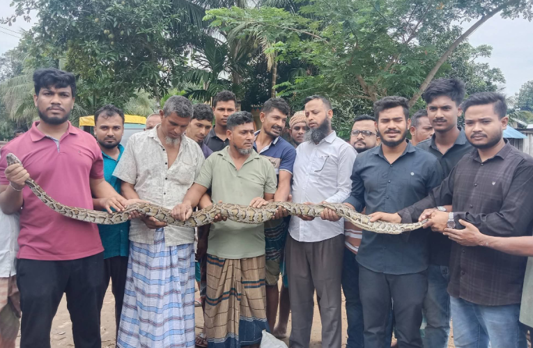 দীঘিনালায় মাছ ধরার জালে আটকা বার্মিজ পাইথন উদ্ধার