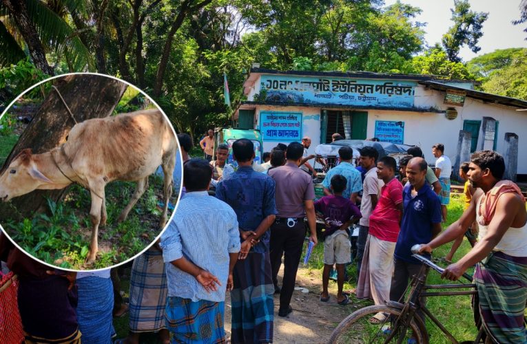 পটিয়ায় সিএনজিতে তুলে গরু চুরির চেষ্টা, দুই নারী আটক
