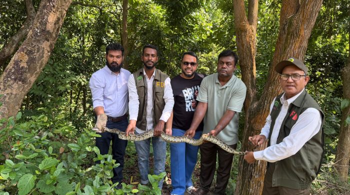 রাঙ্গুনিয়ায় লোকালয় থেকে অজগর উদ্ধার, ইকোপার্কের বনে অবমুক্ত